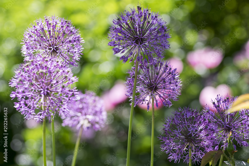 Allium hollandicum, group of purple persian ornamental onion flowers in bloom Allium hollandicum, group of purple persian ornamental onion flowers in bloom