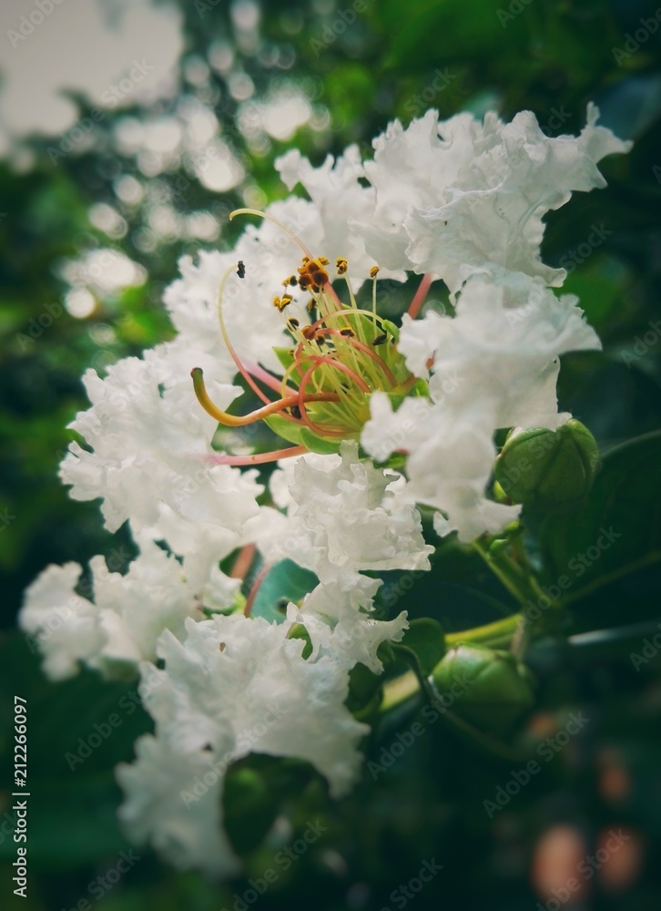 Hermosa flor blanca con curvas y muchos estambres filamentosos Stock Photo | Adobe Stock Hermosa flor blanca con curvas y muchos estambres filamentosos Stock Photo | Adobe Stock