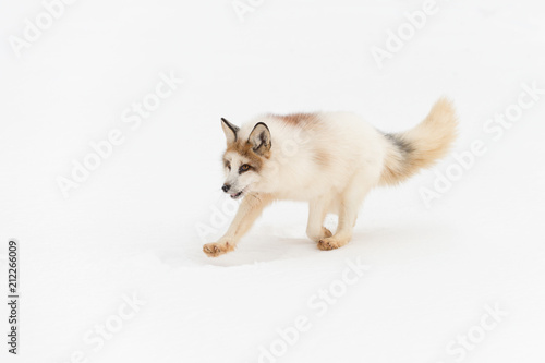 Red Marble Fox (Vulpes vulpes) Runs Left Isolated Against Snow