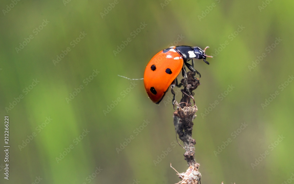Obraz premium ladybug 12