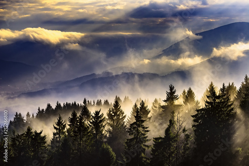 Foggy landscape with trees