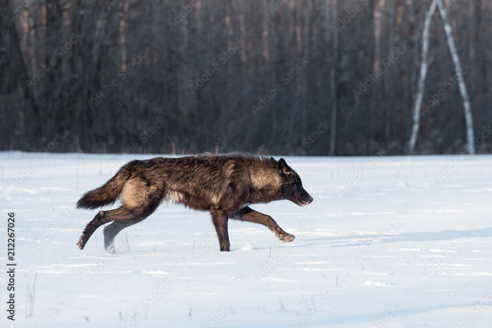 Fototapeta premium Black Phase Grey Wolf (Canis lupus) Runs Right in Field