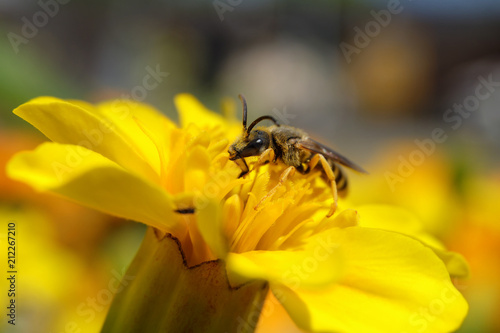 Wespenbiene auf gelber Blüte - Stockfoto