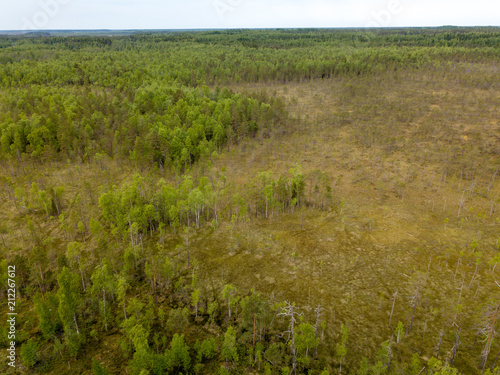 Natural forest fields