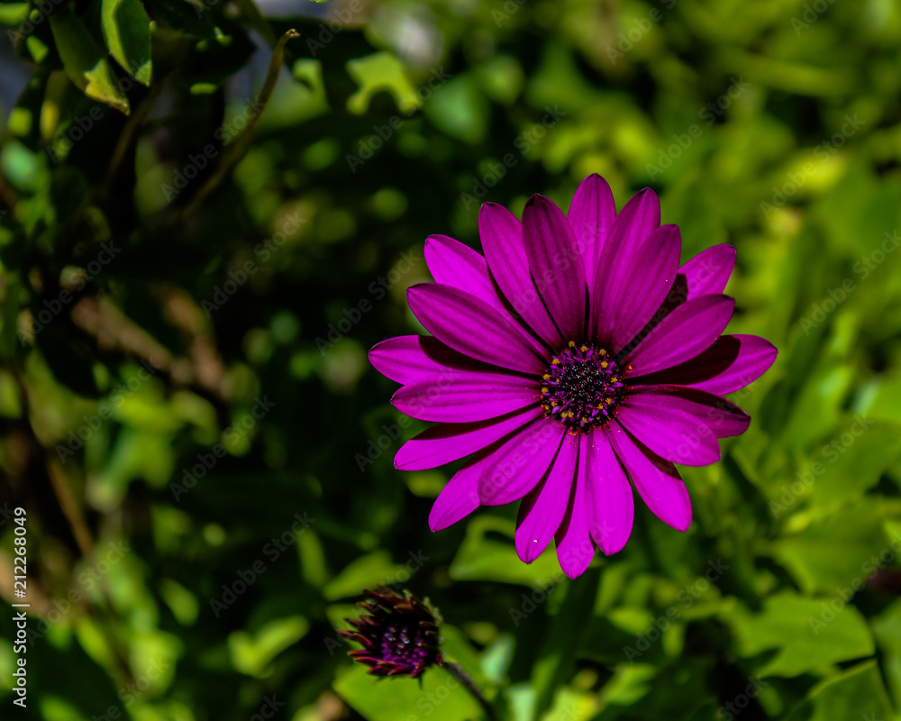 Obraz premium Flor hermosa