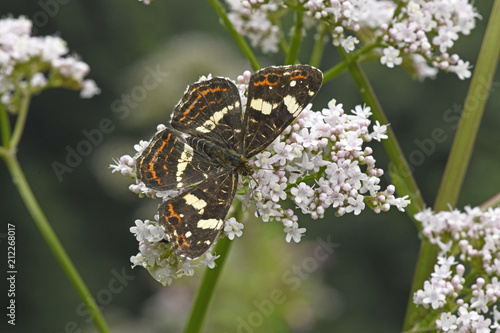 Landkärtchenfalter (Araschnia levana) der Sommergeneration  photo