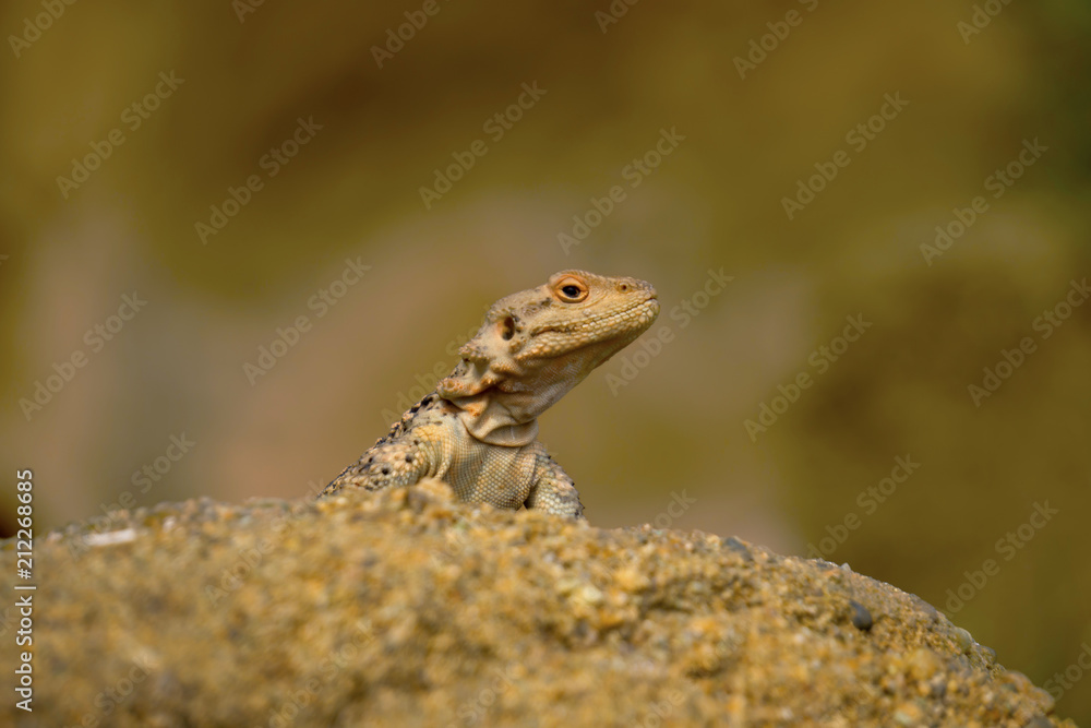 Varanus Lizard in wildlife Varanus Lizard in wildlife