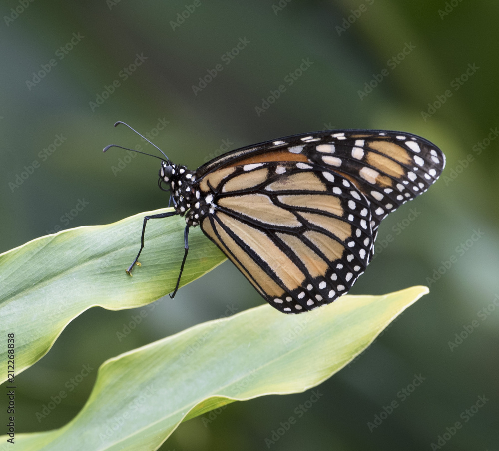 Fototapeta premium Black, orange, and white monarch butterfly is standing on a light green leaf against a darker green blurred background.