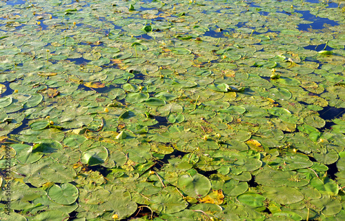 Yellow water lilies on lake.