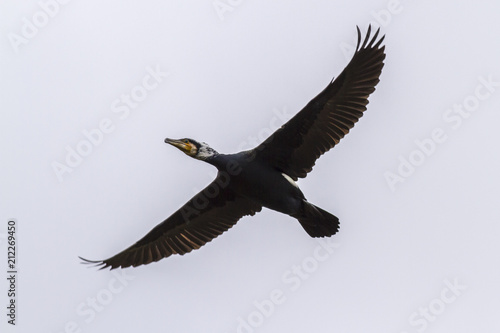 Kormoran  Phalacrocorax carbo 