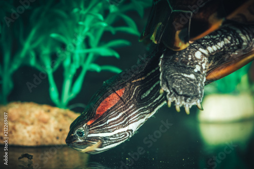 Isolated close-up of a red-eared slider turtle red-eared terrapin in a pond photo