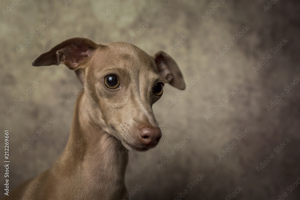 Portrait of little italian greyhound dog