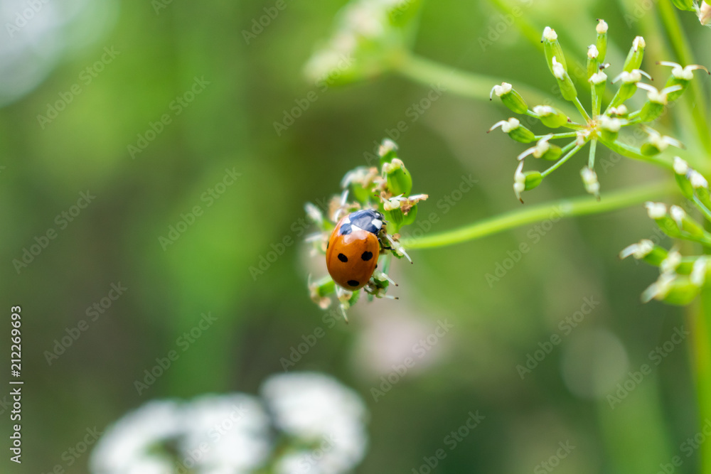 Ladybug on flower Ladybug on flower
