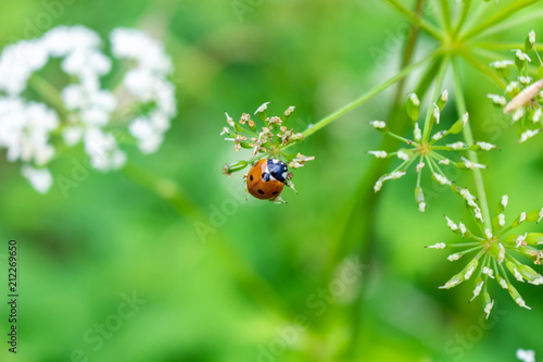 Ladybug on flower © Mosa