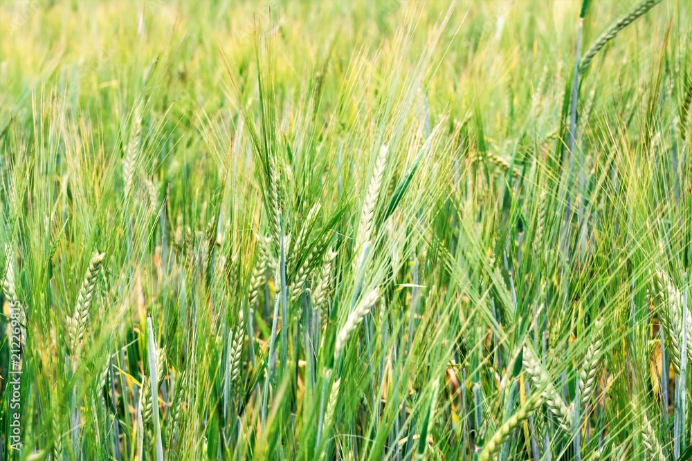 Fototapeta premium green ears of barley in the field, selective focus in the foreground, close-up abstract background