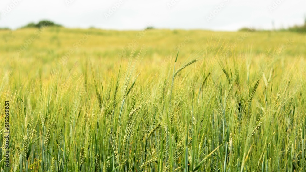 green ears of barley in the field, selective focus in the foreground, close-up abstract background