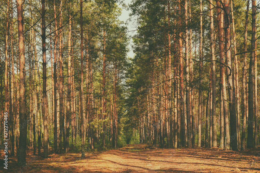Obraz premium Dark moody forest with path and green trees, natural outdoor vintage background