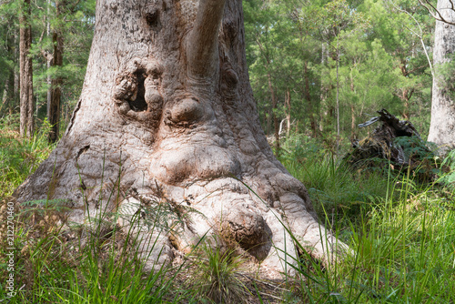 Red Tingle, Eucalyptus jacksonii photo