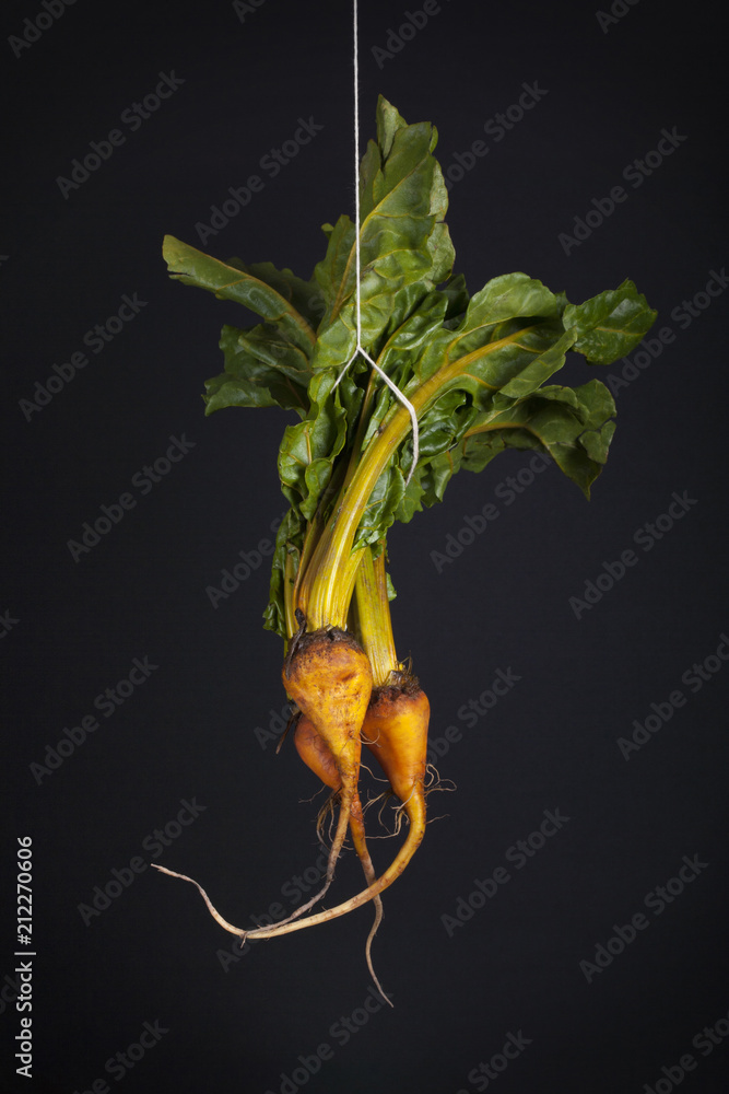 Obraz premium hangin beets