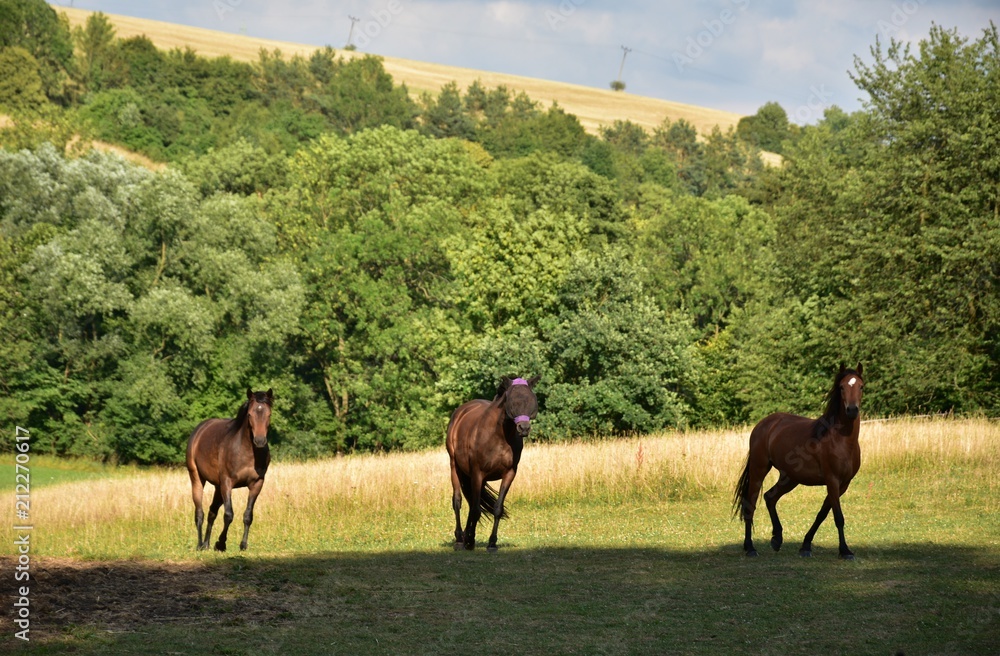 Fototapeta premium Horse,natural