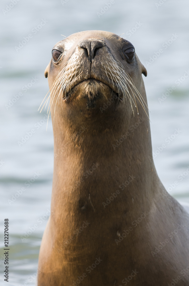 Fototapeta premium Sea Lion baby , Patagonia Argentina