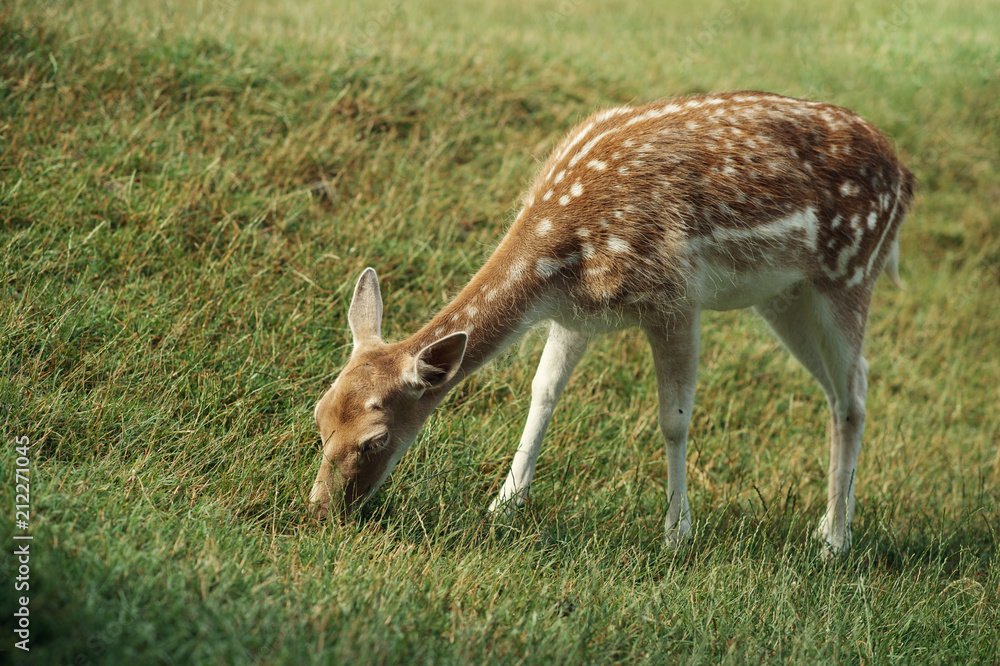 A white-tailed deer fawn standing in a meadow A white-tailed deer fawn standing in a meadow