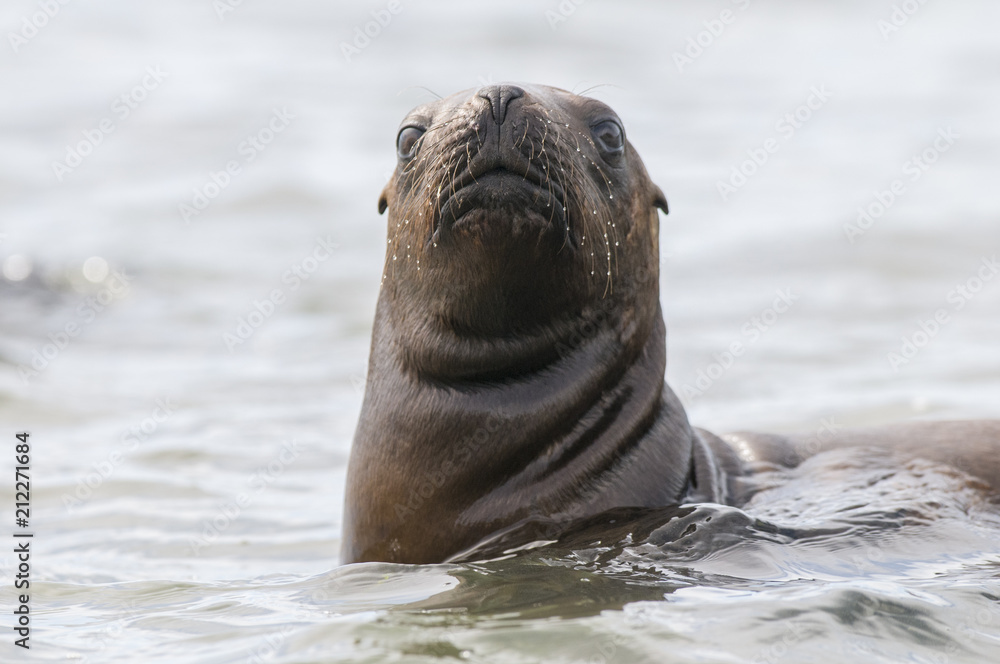Fototapeta premium Baby sea lion , Patagonia Argentina