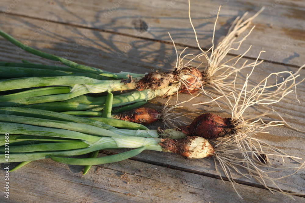 Fresh green onions Fresh green onions