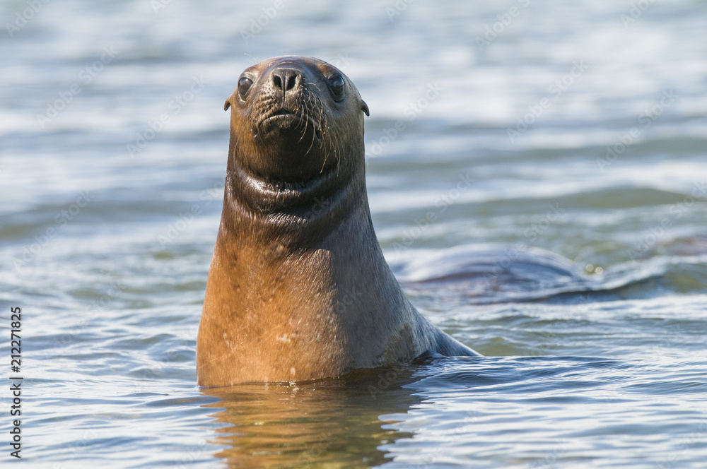 Naklejka premium Sea Lion Baby, Peninsula Valdes, Unesco World Heritage Site, Patagonia, Argentina.