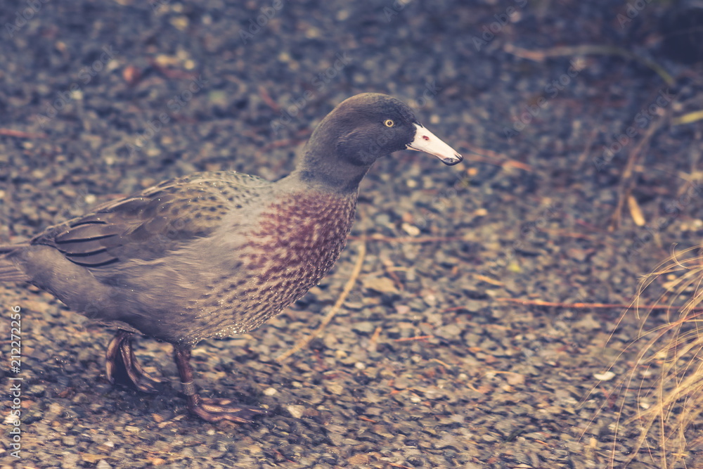 The blue duck (Hymenolaimus malacorhynchos) is a member of the duck, goose and swan family Anatidae endemic to New Zealand. The blue duck (Hymenolaimus malacorhynchos) is a member of the duck, goose and swan family Anatidae endemic to New Zealand.