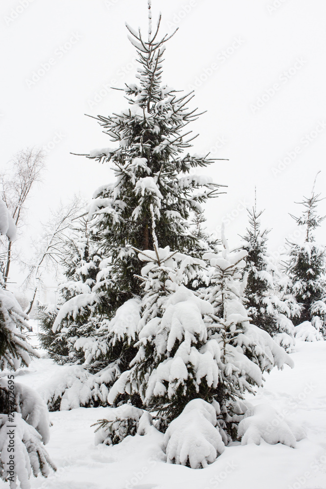 Snow-covered spruce in the forest in winter