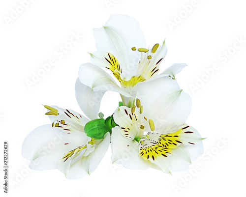 beautiful bouquet of white alstromeries on a white background