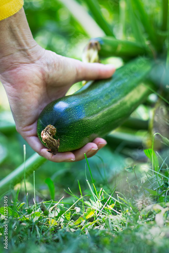 Harvesting zucchini in vegetable garden