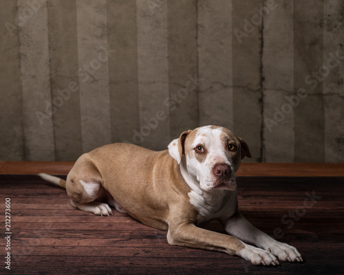 Pit Bull Portrait of American pitbull or Staffordshire Bull Terrier mixed mutt rescue dog laying down on wood floor looking forward toward camera viewer