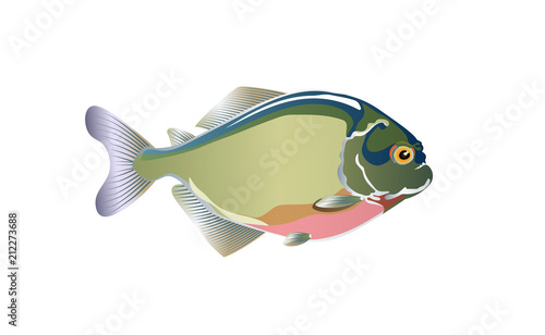 Piranha, pacu fish illustration vector. Symbol aggressive isolate on white background. Design element for poster, t shirt, banner, emblem