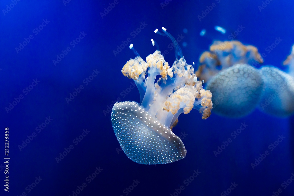 Obraz premium White spotted jellyfishes underwater. Beauty in nature