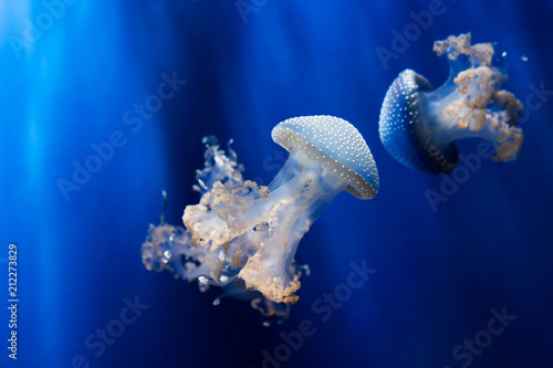 White spotted jellyfishes underwater. Phyllorhiza punctata