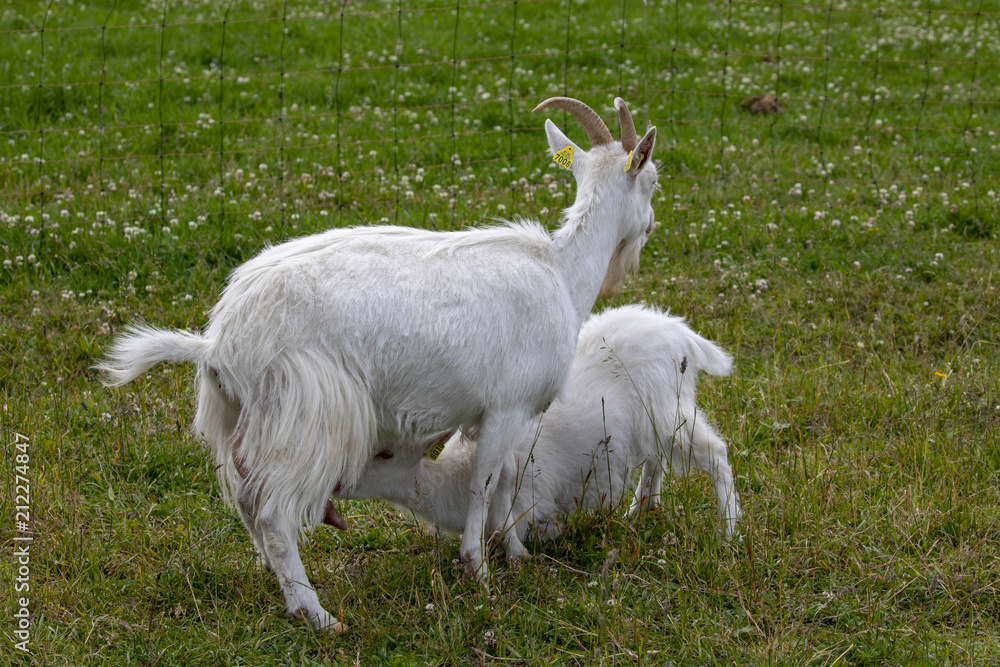 Goat at Visit farm in Trondheim Norway - Voll gård – The entire town's farm Goat at Visit farm in Trondheim Norway - Voll gård – The entire town's farm