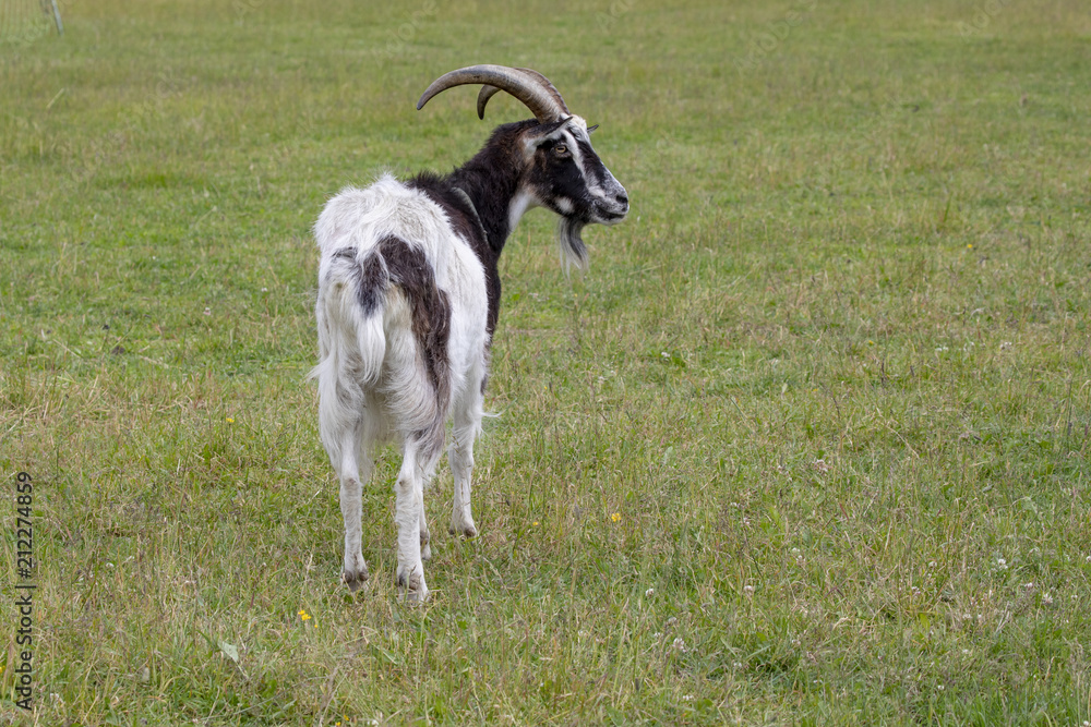 Goat at Visit farm in Trondheim Norway Goat at Visit farm in Trondheim Norway