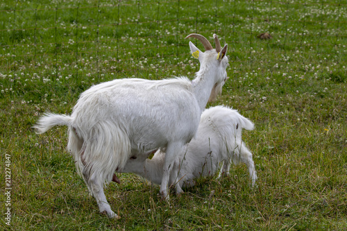 Goat  at  Visit farm in Trondheim Norway - Voll gård – The entire town's farm