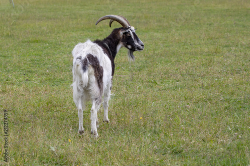 Fototapeta Naklejka Na Ścianę i Meble -  Goat  at  Visit farm in Trondheim Norway