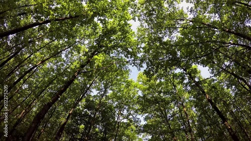 Nice oak forest footage in springtime from Hungary