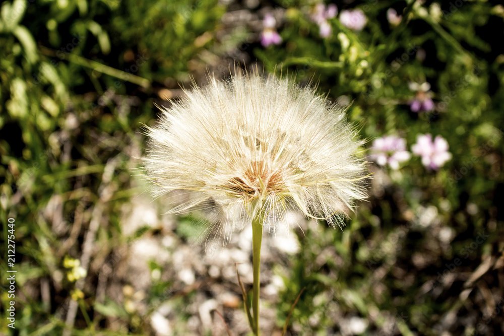 large fluffy, white dandelion flower close-up growing in a meadow large fluffy, white dandelion flower close-up growing in a meadow