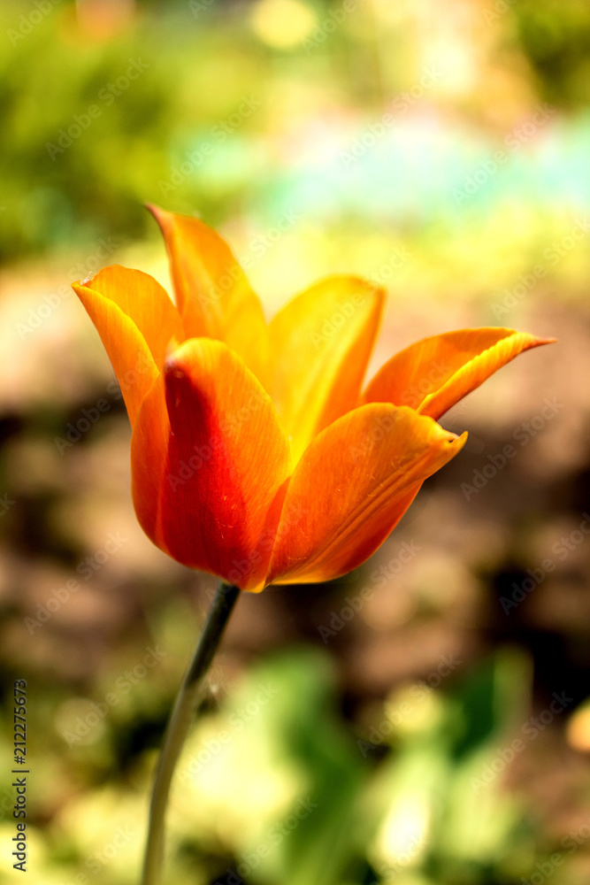 Orange flower with red tulip.  Spring flowers
