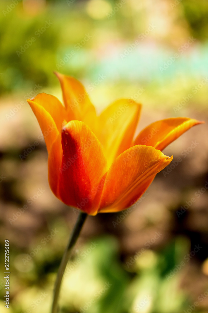 Orange flower with red tulip.  Spring flowers