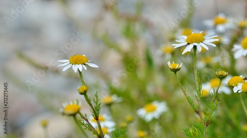 Gros plan sur des fleurs de bord de mer en Bretagne