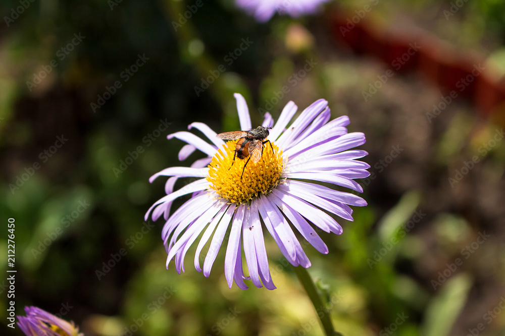 Lilac daisy flower, on the flower sits red fly Lilac daisy flower, on the flower sits red fly