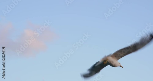 Herring Gull, Sea Gull, Gull, Birds photo