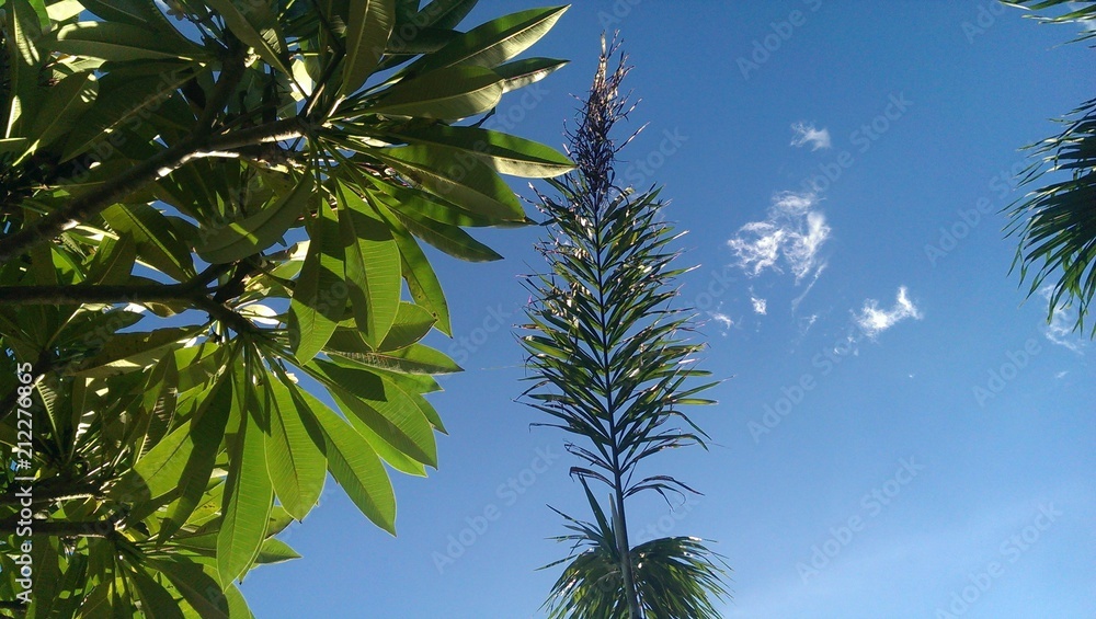 Tropical trees looking up in blue sky Tropical trees looking up in blue sky