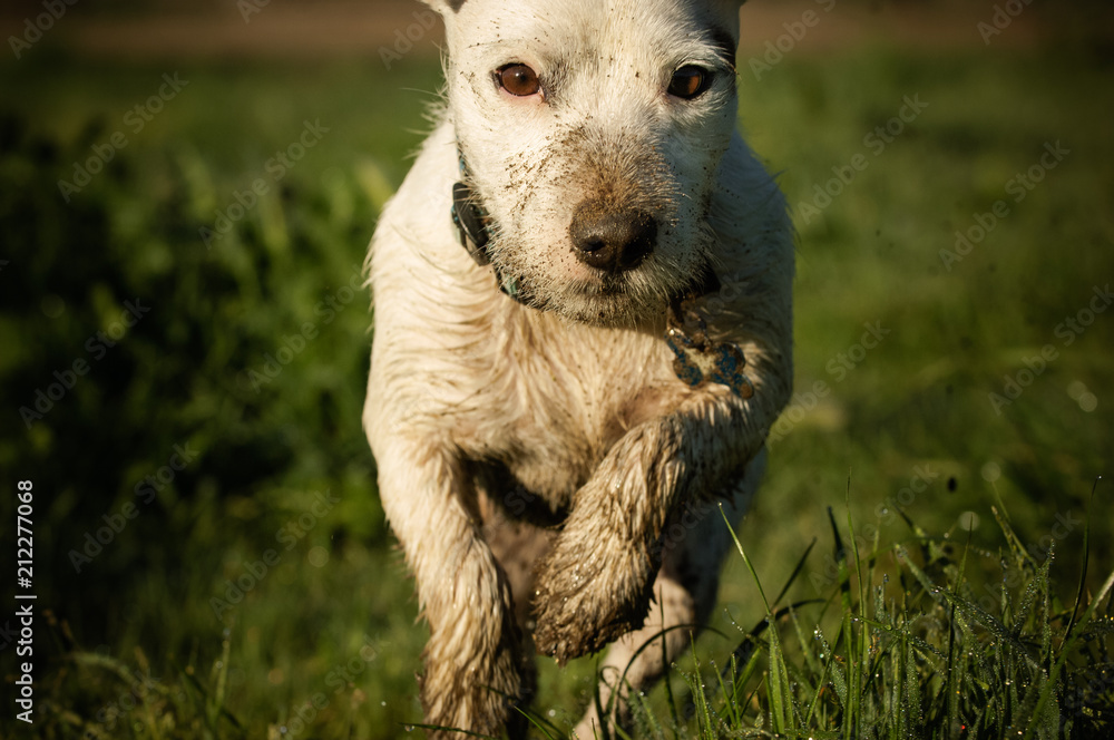 Dirty Jack Russell Terrier dog running through grass field 